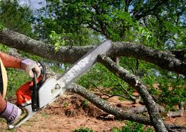 Best Tree Trimming and Pruning  in Bristol, TN